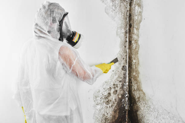 Best Mold Damage Repair  in Lake City, GA