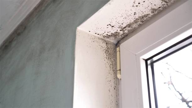 Best Fast Mold Removal  in Lake City, GA
