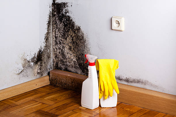 Best Mold Cleaning Services  in Lake City, GA