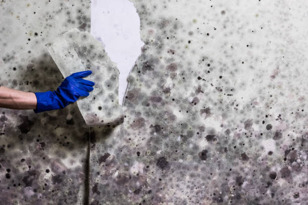 Best Mold Removal Company Near Me  in Lake City, GA